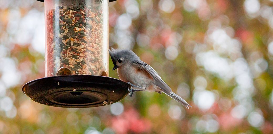Birdwatching w wersji smart — inteligentny karmnik dla ptaków, który zmienia ogród w miejsce obserwacji natury