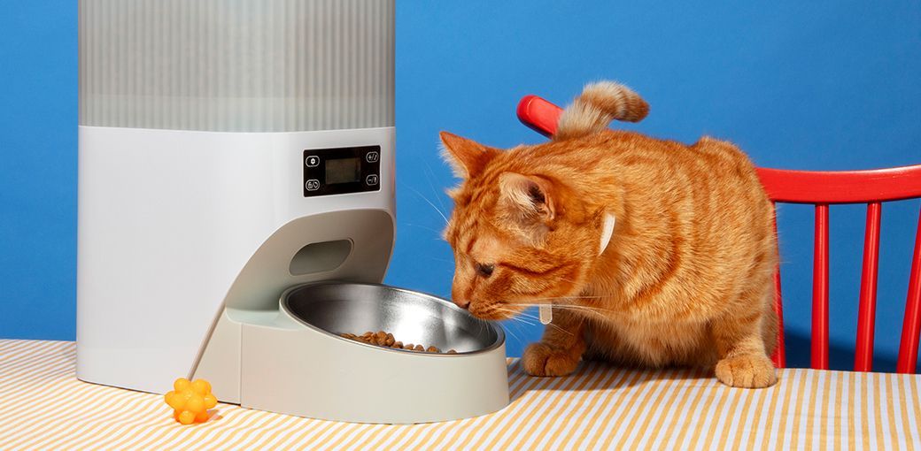 Wiele pupili, jeden problem: jaki dozownik karmy wybrać?