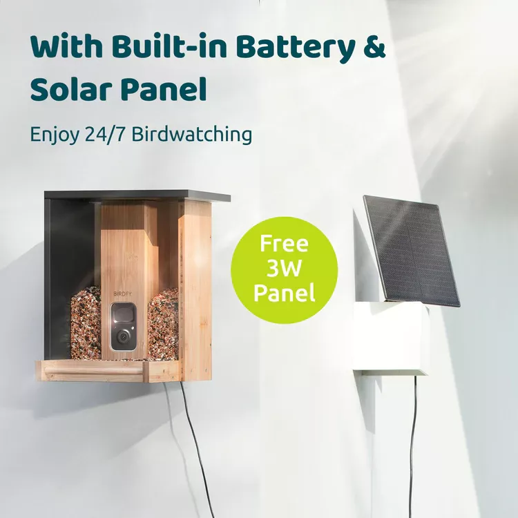 Birdfy Feeder Bamboo AI - karmnik dla ptaków z kamerą i AI z rozpoznawaniem gatunków